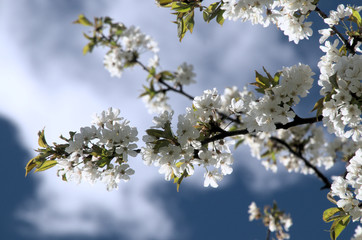 Cherry Blossom against Sky