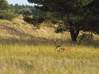 Rothirsche, Cervus elaphus, am Darßer Ort, Nationalpark Vorpommersche Boddenlandschaft, Mecklenburg Vorpommern, Deutschland