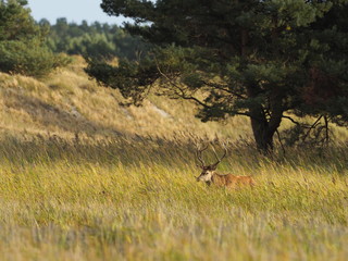 Rothirsche, Cervus elaphus, am Darßer Ort, Nationalpark Vorpommersche Boddenlandschaft, Mecklenburg Vorpommern, Deutschland