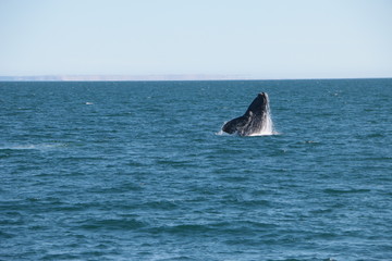 Fototapeta premium Baleine franche australe