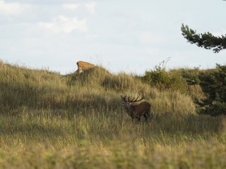 Rothirsche, Cervus elaphus, am Darßer Ort, Nationalpark Vorpommersche Boddenlandschaft,...