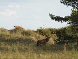 Rothirsche, Cervus elaphus, am Darßer Ort, Nationalpark Vorpommersche Boddenlandschaft, Mecklenburg Vorpommern, Deutschland