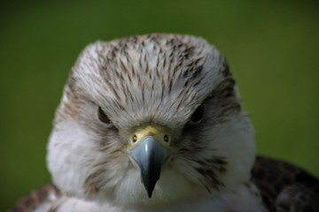 bird of prey