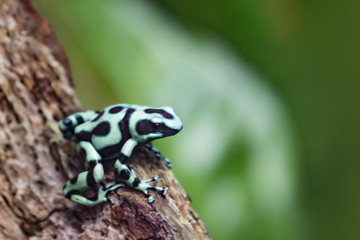 Poison dart frog