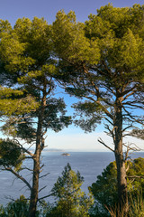 View of the Gallinara Island from Capo Mele cape with maritime pines in the foreground, Andora, Liguria, Italy