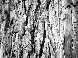 Structure of dry trees and bark of living trees. BW photo