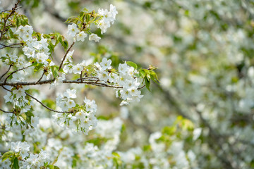 桜と枝14