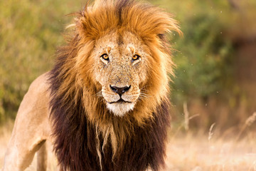 Plakat Löwe. Starker Blick. Auge in Auge mit einem Löwen König in der Savanne