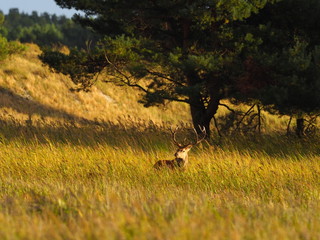 Rothirsche, Cervus elaphus, am Darßer Ort, Nationalpark Vorpommersche Boddenlandschaft, Mecklenburg Vorpommern, Deutschland