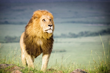 Fototapeta na wymiar Löwe - Stolzer Löwen König in der Weite der Savanne 
