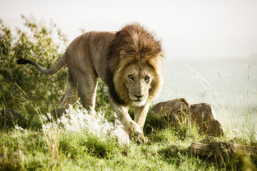 Löwe -  Löwen König auf der Jagd in der Savanne
