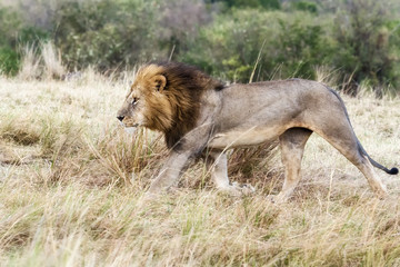 Löwe - Löwen König jagt in der Savanne