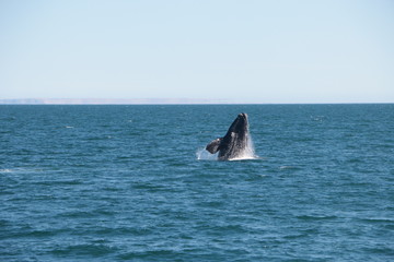 Fototapeta premium Baleine franche australe