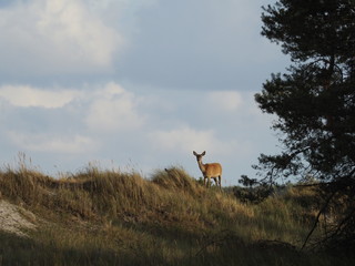 Rothirsche, Cervus elaphus, am Darßer Ort, Nationalpark Vorpommersche Boddenlandschaft, Mecklenburg Vorpommern, Deutschland