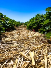 strawberry field