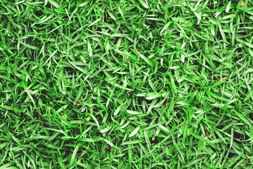 Green grass texture background