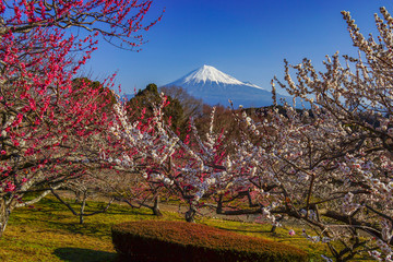 富士山　梅　日本