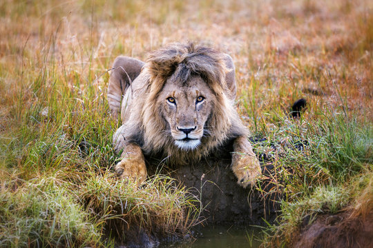 L&ouml;we - Durstiger L&ouml;wen K&ouml;nig in der Savanne