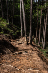 woodland