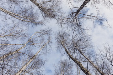 Fototapeta na wymiar Trees branches against blue sky in winter.