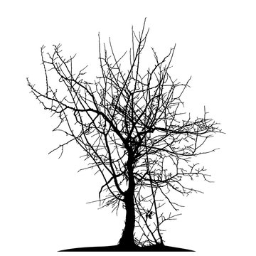 Realistic silhouette of a tree and Bush with bare branches