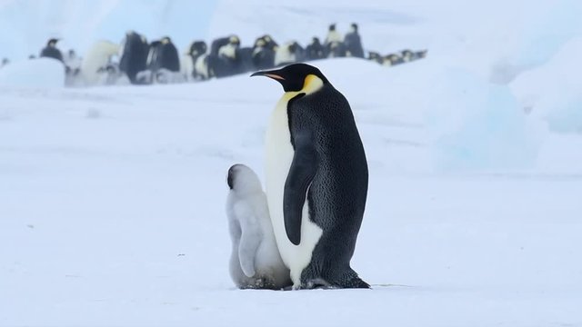 Emperor Penguin with chicks in Antarctica
