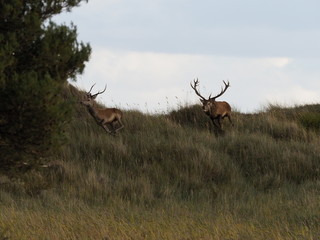 Obraz premium Rothirsche, Cervus elaphus, am Darßer Ort, Nationalpark Vorpommersche Boddenlandschaft, Mecklenburg Vorpommern, Deutschland
