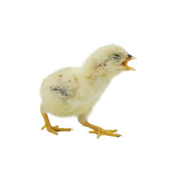 The disease mouth baby chicken or newborn isolate on white background
