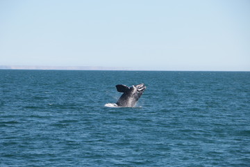 Fototapeta premium Baleine franche australe