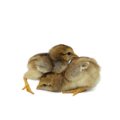 Obraz premium two little chicken isolated on white background