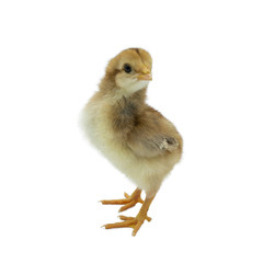 little chicken isolated on white background