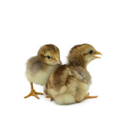 two little chicken isolated on white background