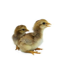 two chicks isolated on white background