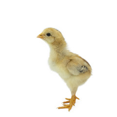 little chicken isolated on white background