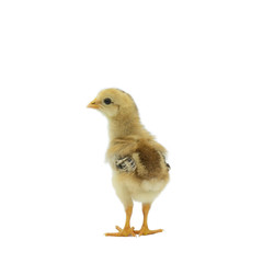little chicken isolated on white background