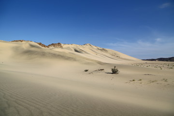 in the middle of the desert