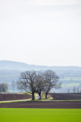 Fototapeta premium Tree grove at a road crossing in the countryside