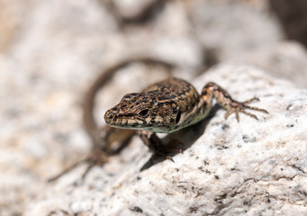 Iberian wall lizard, Podarcis hispanica, on a rock. Photo taken next to the Minchones Stream, in the region of La Vera, Caceres, Extremadura, Spain