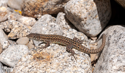 Iberian wall lizard, Podarcis hispanica, on a rock. Photo taken next to the Minchones Stream, in the region of La Vera, Caceres, Extremadura, Spain