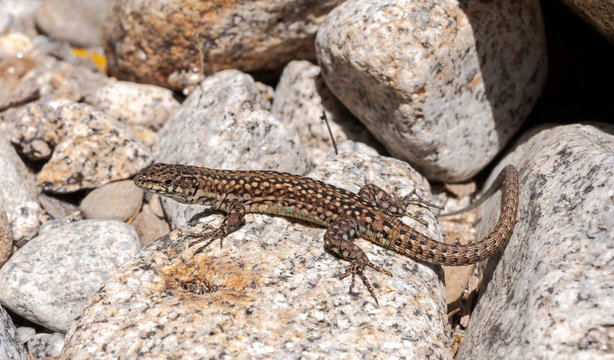 Iberian wall lizard, Podarcis hispanica, on a rock. Photo taken next to the Minchones Stream, in the region of La Vera, Caceres, Extremadura, Spain