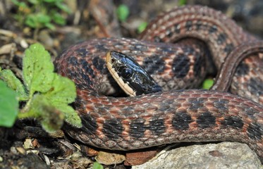 Kirtland's snake head close up