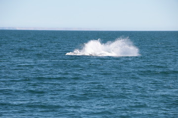 Baleine franche australe
