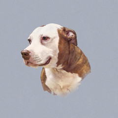 Realistic Portrait of American Staffordshire Terrier dog isolated on grey background. Animal Art collection: Dogs. Hand Painted Illustration of Pets. Design template. Good for print T-shirt, pillow