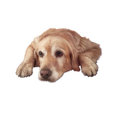 Realistic drawing of a Golden Retriever isolated on white background. Guide dog, assistant to disabled people. Animal art collection: Dogs. Hand Painted Illustration of Pets. Good for T-shirt, pillow