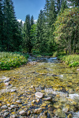 Summer mountain river