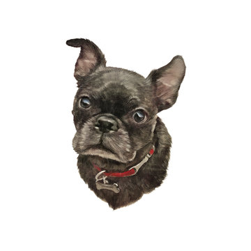 French bulldog. Realistic Portrait of a Boxer dog isolated on white background. Hand Painted Illustration of Pets. Animal collection: Dogs. Good for T-shirt, pillow, card. Design template for pet shop