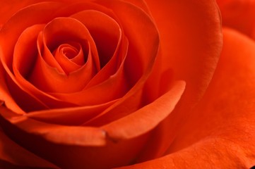 Red Rose Macro