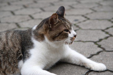猫