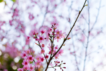 Cherry Blossoms in winter