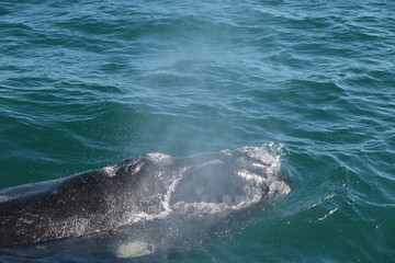 Naklejka premium Baleine franche australe